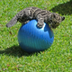 Illustration for article titled Clouded Leopard Cub Meets Yoga Ball, Cuteness Ensues